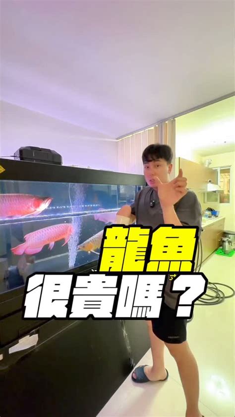 龍魚擋災|【龍魚擋災】龍魚擋災不可信？揭秘養魚的風水迷思